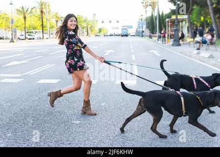 Vue latérale complète de la femme en robe fleurie et bottes regardant l'appareil-photo sourire en marchant derrière les chiens Labrador Retriever sur les laisses croisant r Banque D'Images