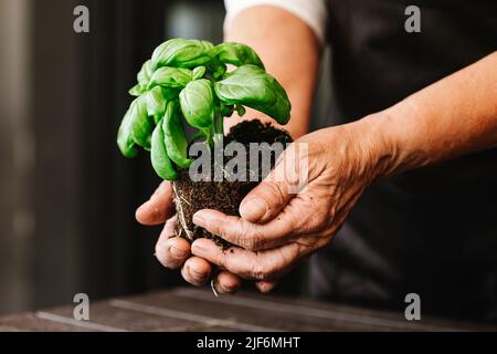 Cultivez un jardinier anonyme tenant une plante de basilic vert avec des feuilles dans un sol fertile avec des racines germées pendant la transplantation dans une pièce lumineuse Banque D'Images