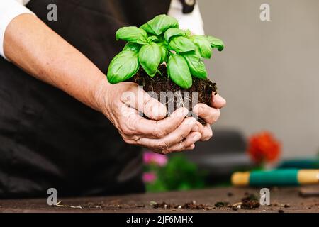 Cultivez un jardinier anonyme tenant une plante de basilic vert avec des feuilles dans un sol fertile avec des racines germées pendant la transplantation dans une pièce lumineuse Banque D'Images