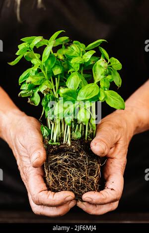 Cultivez un jardinier anonyme tenant une plante de basilic vert avec des feuilles dans un sol fertile avec des racines germées pendant la transplantation dans une pièce lumineuse Banque D'Images