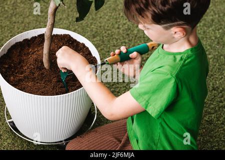 Du dessus de l'enfant desserrer le sol avec le râteau de jardinage dans le pot de fleurs avec ficus vert dans la salle de lumière pendant la transplantation à la maison Banque D'Images