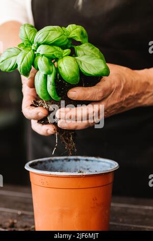 Cultivez un jardinier anonyme tenant une plante de basilic vert avec des feuilles dans un sol fertile avec des racines germées pendant la transplantation dans une pièce lumineuse Banque D'Images