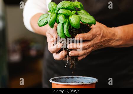 Cultivez un jardinier anonyme tenant une plante de basilic vert avec des feuilles dans un sol fertile avec des racines germées pendant la transplantation dans une pièce lumineuse Banque D'Images