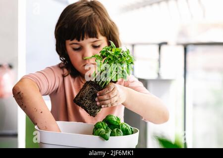 Fille concentrée tenant le basilic vert avec les racines à la main tout en replantant les plantes dans le pot de fleurs blanc sur le balcon sur fond flou Banque D'Images