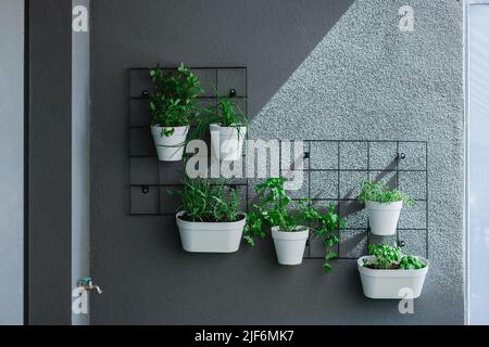 Abondance de plantes vertes croissant dans des pots blancs suspendus sur fond gris avec des éléments métalliques dans la pièce avec lumière du soleil Banque D'Images