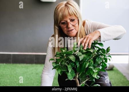Jardinier femelle concentré dans un tablier vérifiant les feuilles de ficus poussant dans le pot de fleurs blanc avec sol fertile sur le balcon Banque D'Images
