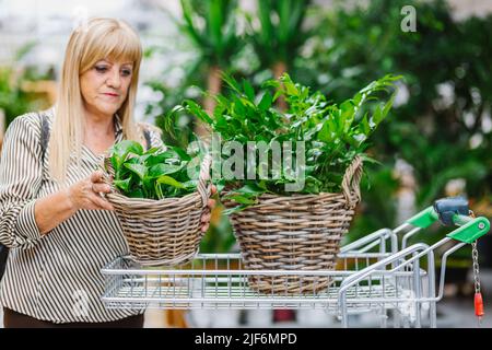 Femme âgée dans des vêtements élégants et décontractés avec de longs cheveux blond mettant des paniers en osier avec des plantes luxuriantes dans le chariot tout en achetant de la verdure en fleur Banque D'Images