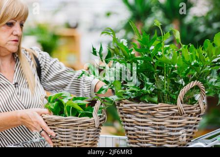 Femme âgée dans des vêtements élégants et décontractés avec de longs cheveux blond mettant des paniers en osier avec des plantes luxuriantes dans le chariot tout en achetant de la verdure en fleur Banque D'Images