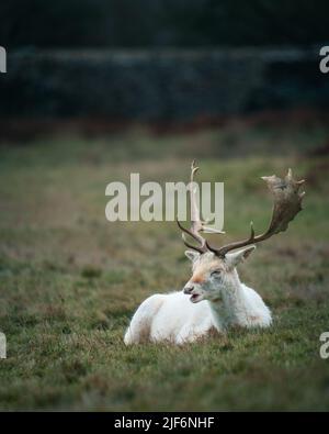 Gros plan de cerf blanc jachère européen couché sur une herbe Banque D'Images
