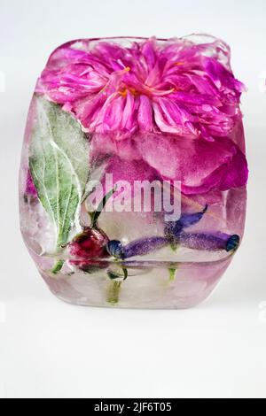 Fleur surgelée (tête de fleur de pivoine rose, bourgeon, feuille et iris) dans un cube de glace sur fond blanc, art concept, gros plan. Banque D'Images