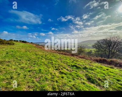 Core Hill Woods, Sidmouth, Devon Banque D'Images