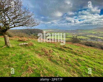 Core Hill Woods, Sidmouth, Devon Banque D'Images