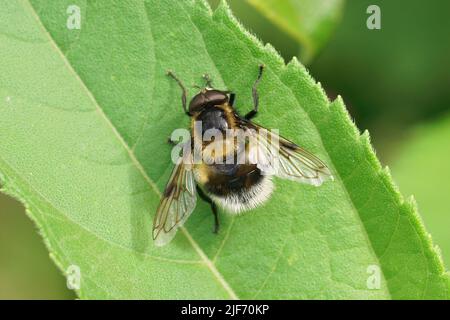 Gros plan détaillé sur le plumehorn bourdon à fourrure coloré, Volucella bomylans plumatastinting sur une feuille verte Banque D'Images