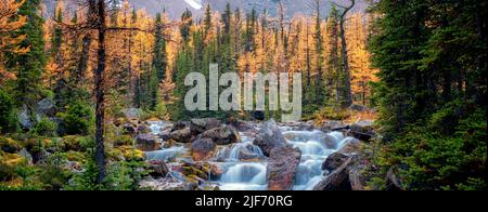 Les débits des cours d'eau à partir de l'automne dernier plateau Opabin mélèzes colorés. Parc national Yoho, Plateau Opabin, British Columbia, Canada