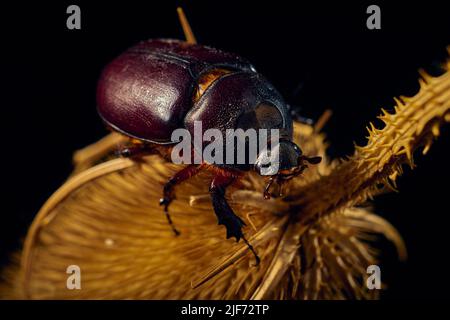 Un coléoptère femelle commun de rhinocéros sur une tige d'une plante sèche ( oryctes nasicornis ) Banque D'Images