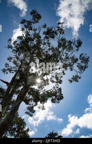 Mount Stewart House and Gardens, Grayabbatiale, Strangford Lough, County Down, Irlande du Nord Banque D'Images