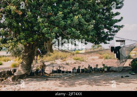 Pneu, Liban. 25th octobre 2021. Petit jardin devant la tente. Des enfants syriens sont vus à l'extérieur d'un camp de réfugiés à Tyr, dans le sud du Liban, pendant l'après-midi. Le pays a été caractérisé par des conflits politiques, une grave crise financière et la pandémie de corona, et le gouvernement a pris le plus de réfugiés dans le monde, estimé à 1,5 millions. (Photo par Lara Hauser/SOPA Images/Sipa USA) crédit: SIPA USA/Alay Live News Banque D'Images