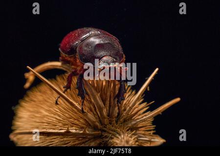 Photo d'un coléoptère commun de rhinocéros femelle sur une tige d'une plante sèche ( oryctes nasicornis ) Banque D'Images