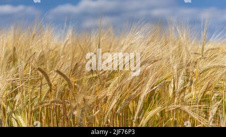 Ce champ de blé jaune vif en Allemagne est presque prêt pour la récolte. Un ciel bleu riche est rempli de nuages blancs bouffis. Banque D'Images