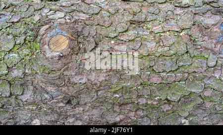 Une très grande et sèche écorce d'arbre comme une texture ou un fond. Banque D'Images