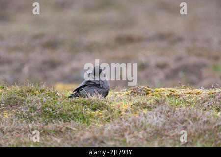 Arctic skua Stercorarius parasiticus, Mainland, préening morph foncé adulte, Shetland Isles, Écosse, Royaume-Uni, juin Banque D'Images