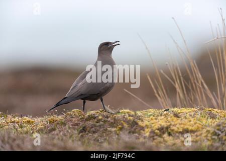 Arctic skua Stercorarius parasiticus, Mainland, mue foncé adulte dans les landes, Shetland Isles, Écosse, Royaume-Uni, juin Banque D'Images