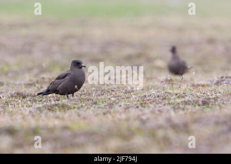 Arctic skua Stercorarius parasiticus, Mainland, morphes sombres adultes dans les landes, Shetland Isles, Écosse, Royaume-Uni, juin Banque D'Images