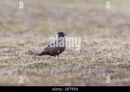 Arctic skua Stercorarius parasiticus, Mainland, mue foncé adulte dans les landes, Shetland Isles, Écosse, Royaume-Uni, juin Banque D'Images