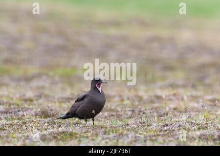 Arctic skua Stercorarius parasiticus, Mainland, bâillement de mue foncé adulte, îles Shetland, Écosse, Royaume-Uni, juin Banque D'Images