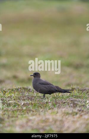 Arctic skua Stercorarius parasiticus, Mainland, mue foncé adulte dans les landes, Shetland Isles, Écosse, Royaume-Uni, juin Banque D'Images