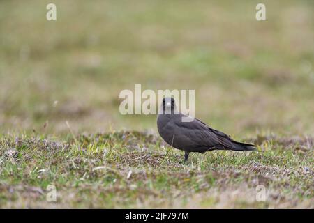 Arctic skua Stercorarius parasiticus, Mainland, mue foncé adulte dans les landes, Shetland Isles, Écosse, Royaume-Uni, juin Banque D'Images