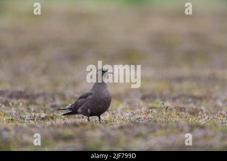 Arctic skua Stercorarius parasiticus, Mainland, mue foncé adulte dans les landes, Shetland Isles, Écosse, Royaume-Uni, juin Banque D'Images