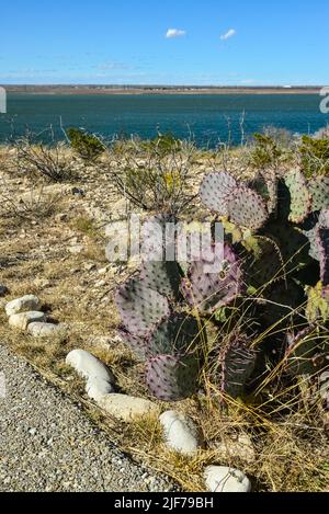 Cactus Nouveau-Mexique. Poire pirickée Opuntia sp. Dans un désert rocheux au Nouveau-Mexique, Etats-Unis Banque D'Images