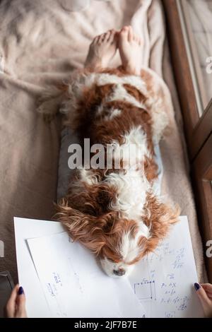 Vue de dessus de l'adorable chien cavalier King Charles spaniel allongé sur les jambes des femmes, mettant le museau sur des papiers avec des notes. Verticale. Banque D'Images