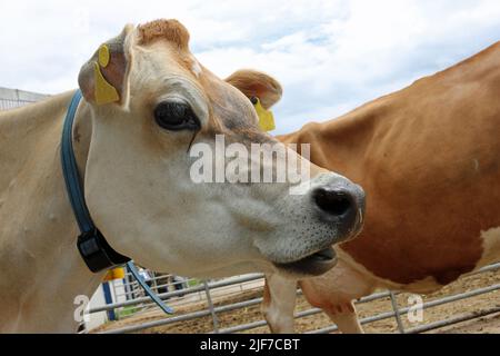 Tête de vache Guernesey brun clair et épaules dans une ferme avec une autre vache, bâtiments de ferme et une clôture métallique floue en arrière-plan. Banque D'Images