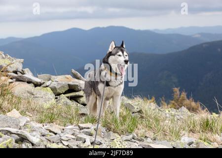 husky sibérien noir et blanc debout sur une montagne au fond de montagnes et de pierres. Le chien grimace. Yeux bleus. Banque D'Images
