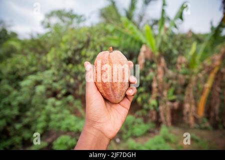 Gousse de cacao fraîchement récoltée sur une plantation de Theobroma cacao en Afrique Banque D'Images