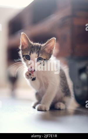 nettoyage et léchage des chatons Banque D'Images