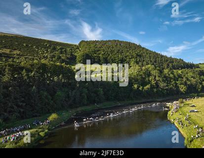 Des centaines de chevaux et de cavaliers traversant la rivière Tweed près de Newstead dans le cadre du Melrose Festival Common circonscriptions 2022. Banque D'Images