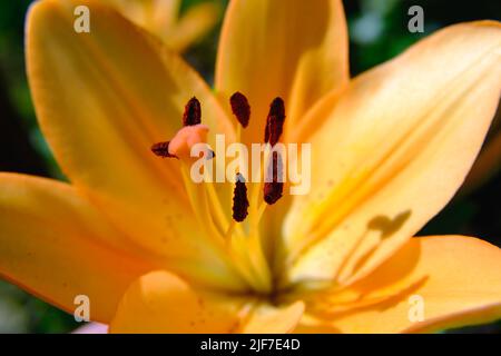 Jaune Madonna fleur de nénuphars en été. Lilium candidum avec des bourgeons dans la nature. Fond floral naturel. Gros plan détaillé au soleil. Mise au point sélective. Banque D'Images