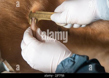 La VET mesure l'enflure de la peau. Le test cutané de la TB est le nom courant du test unique intradermique comparatif de tuberculine cervicale (SICT) Banque D'Images