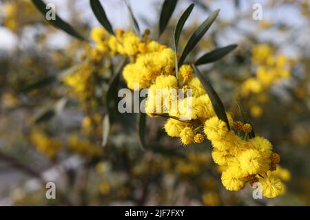 Boule jaune de fleurs mimosa dans le champ Banque D'Images