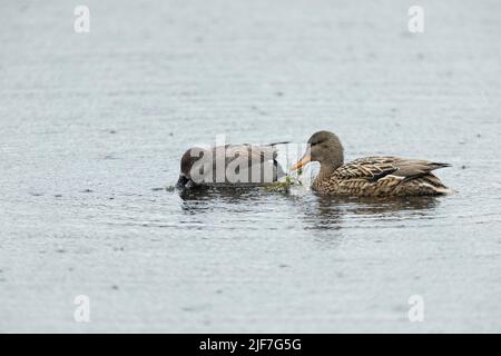 Gadwall Mareca strempera, recherche de paires d'adultes, Westhay, Somerset, Royaume-Uni, Février Banque D'Images