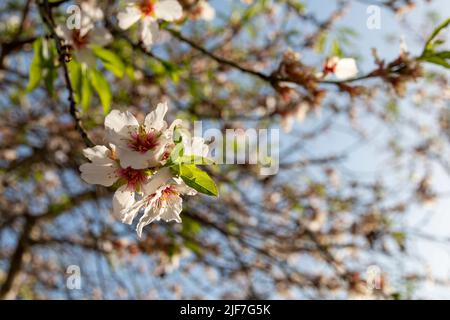 Gros plan des fleurs d'amandiers sur l'arbre Banque D'Images