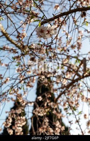 Amande pleine de belles fleurs blanches Banque D'Images
