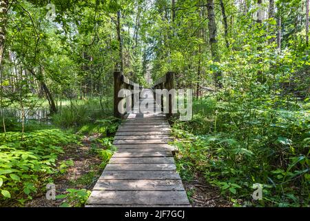 Sentier en bois menant le long du marais entouré de forêt. Terres marécageuses et marécages, marais, tourbière Banque D'Images