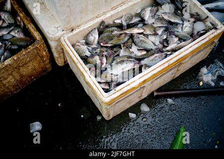 Tilapia dans la boîte Banque D'Images