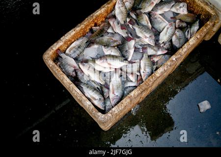 Tilapia dans la boîte Banque D'Images