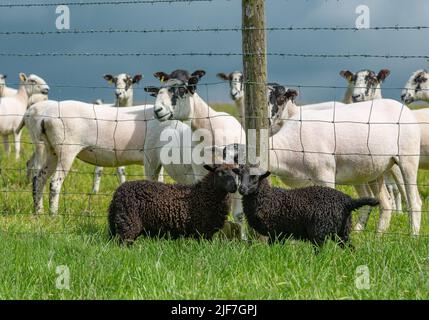 Preston, Lancashire, Royaume-Uni. 30th juin 2022. Agneaux Ouessant sur une ferme près de Preston, Lancashire, devant des Mule ewes beaucoup plus grands. Ils sont reconnus comme la plus petite race naturelle de moutons dans le monde avec les béliers debout à 49 cm à l'épaule et les brebis 46cm (environ 18 pouces). Crédit : John Eveson/Alamy Live News Banque D'Images