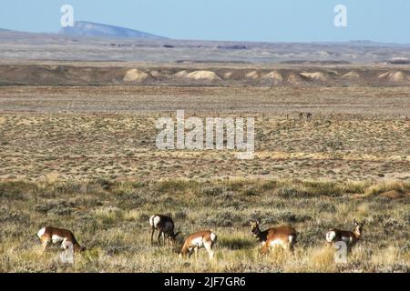 Un petit troupeau de pronghornes, Antilocapra Americana, sur les grands srublands ouverts de l'Utah occidental, États-Unis Banque D'Images